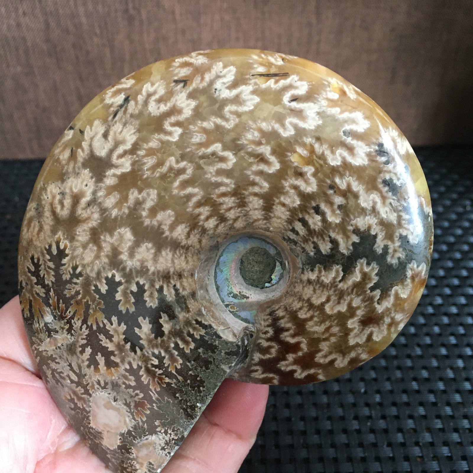 239g Natural polishing Ammonite crystal specimens fb1027