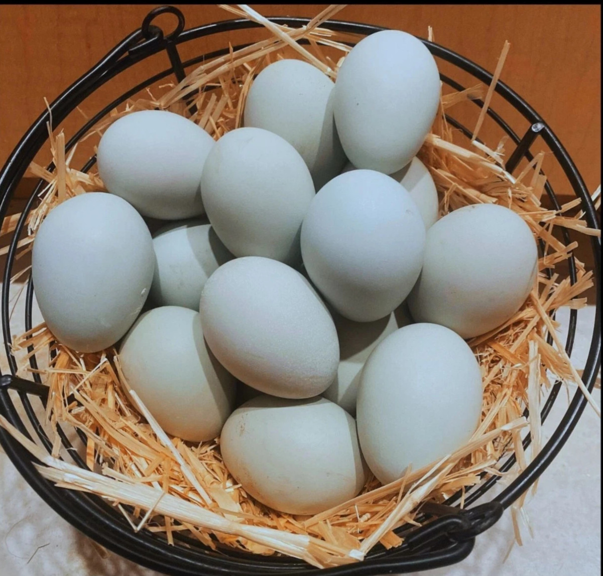 Lavender Ameraucana Hatching Eggs – Fertile, Purebred, 6 Fresh Eggs – Blue Egg