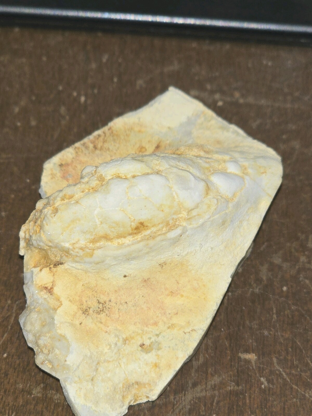 Beautiful Holocystite type Cystoid Fossil! Bring This Baby Home Today!