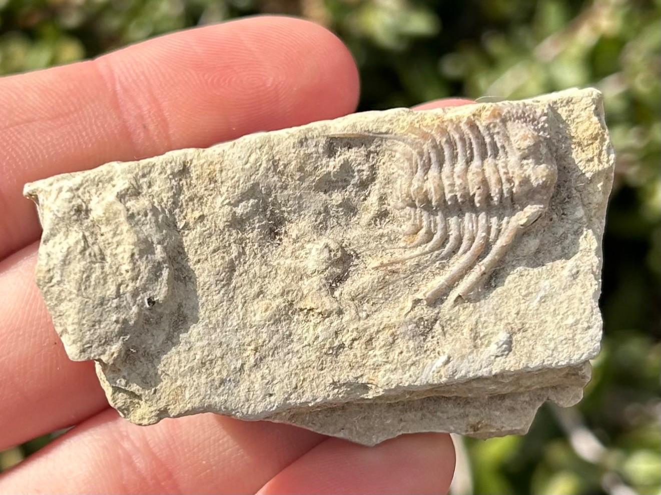 NICE Oklahoma Fossil Trilobite Kettneraspis williamsi Devonian Age Bug in Matrix