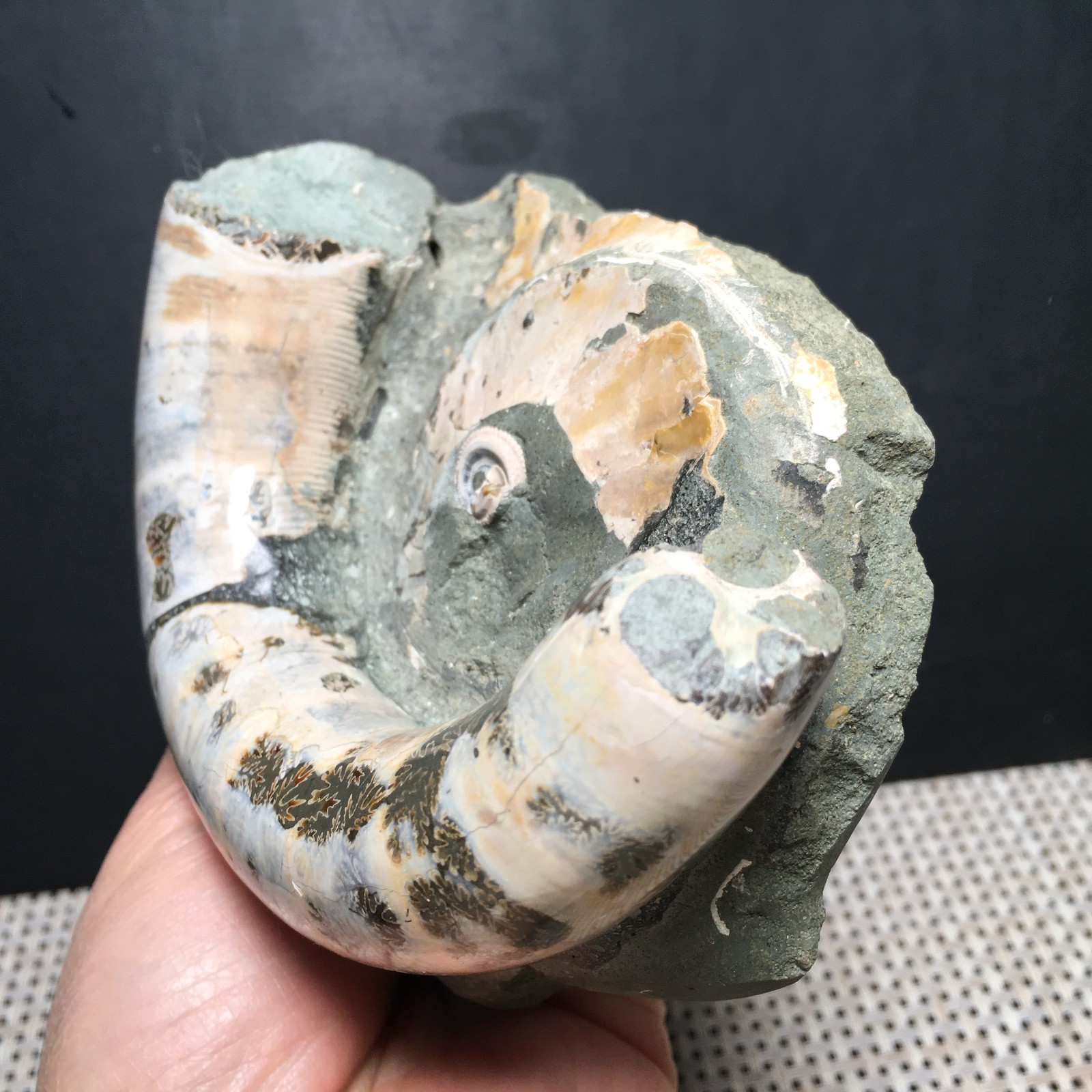 566g natural Carving Home Decoration Specimen Shell Healing md3748