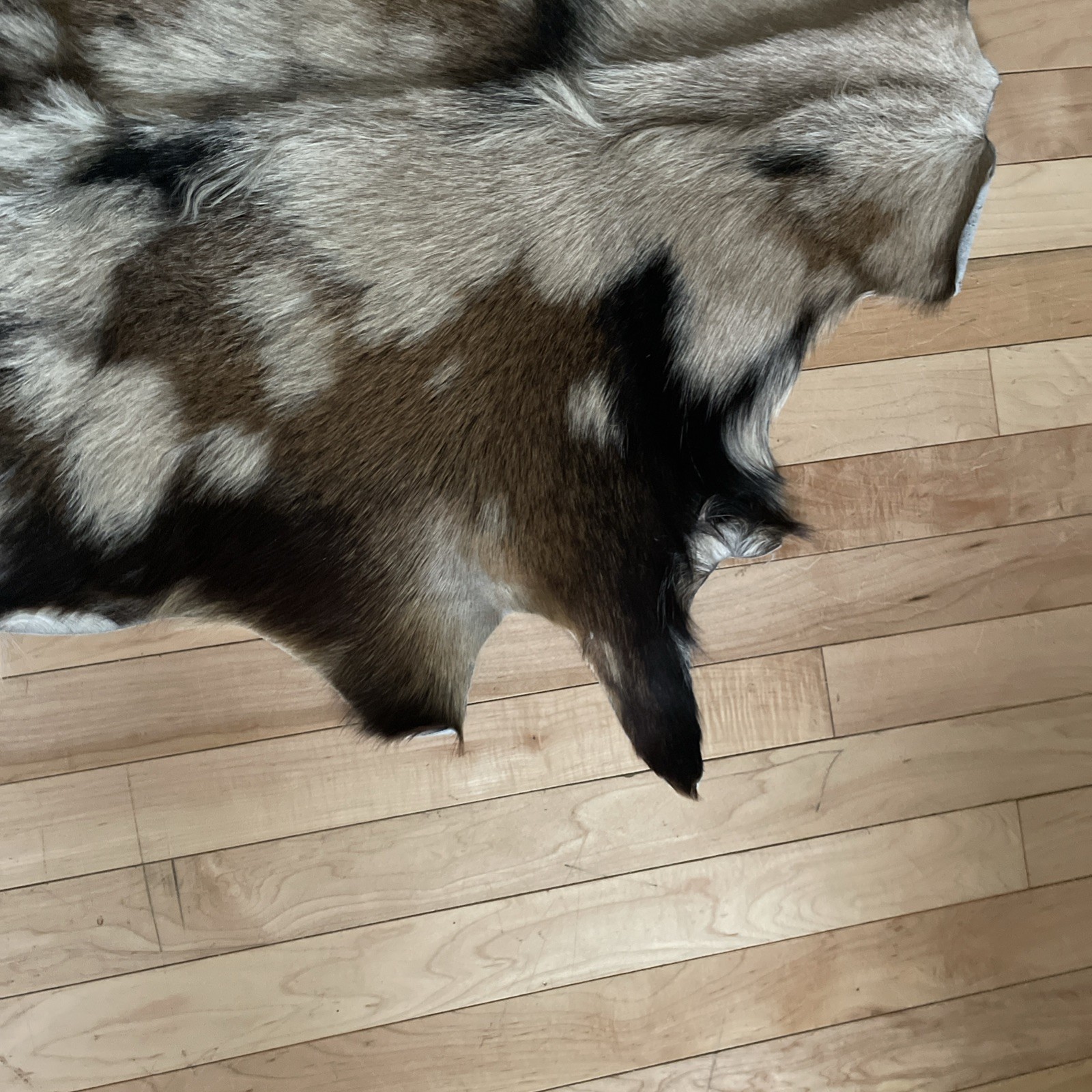 Real Goat Hide Skin Rug Multicolor 38” by 31”