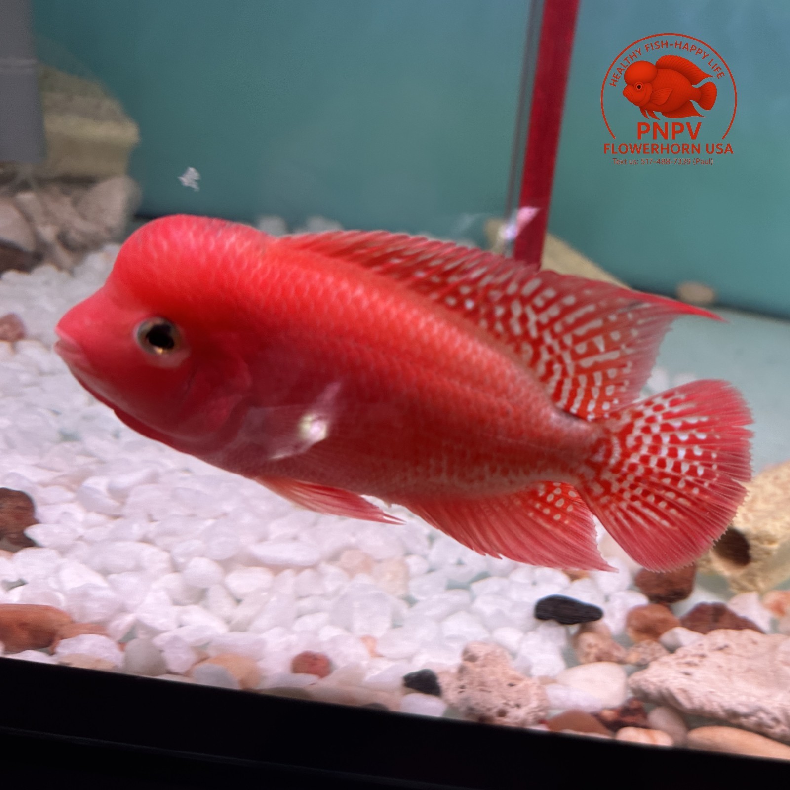 Premium Flowerhorn 1 Fry Super Red Monkey 1 inches-Buy 3 get 1 Free-A++++