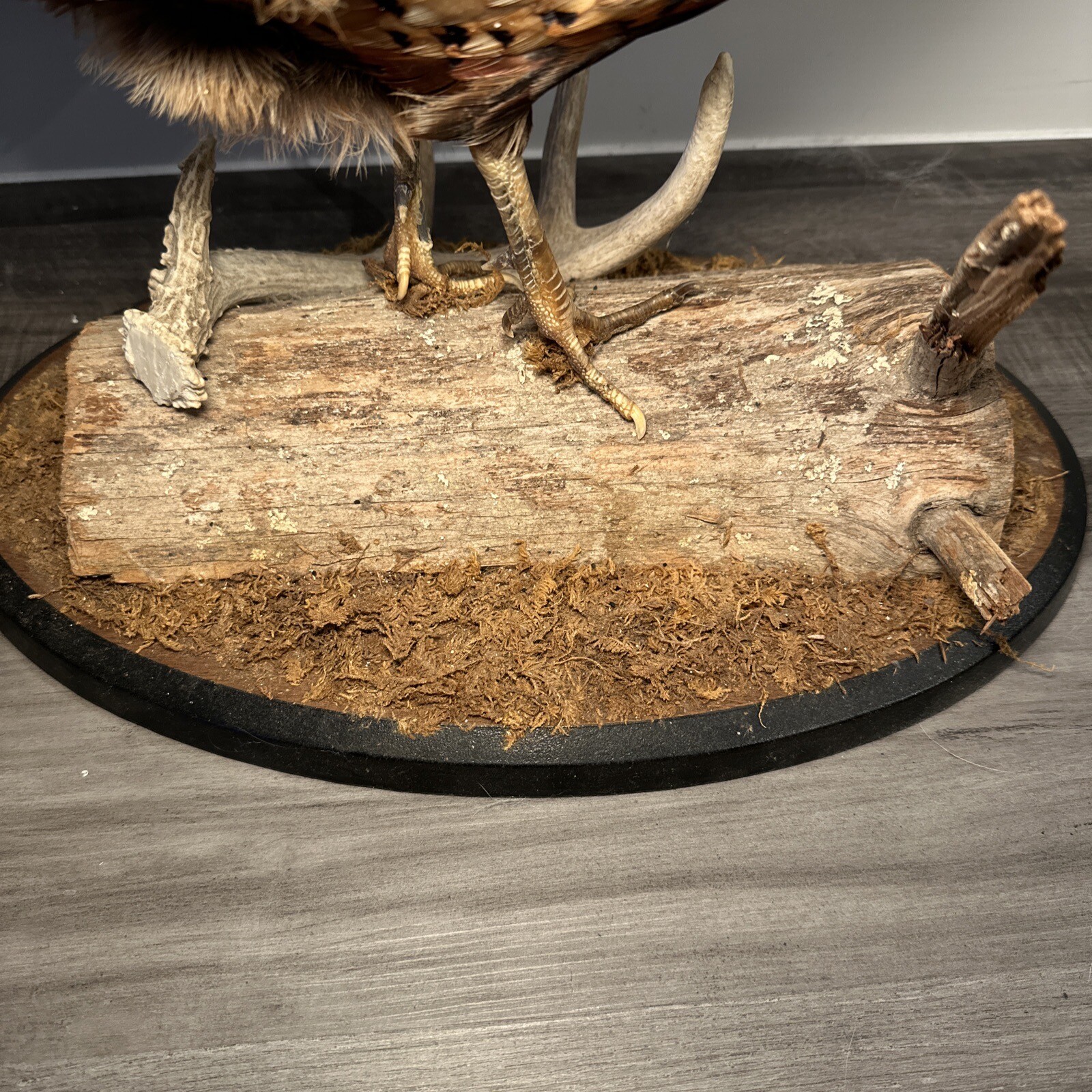 Pheasant Ring Neck Taxidermy Table / Shelf Display Mount