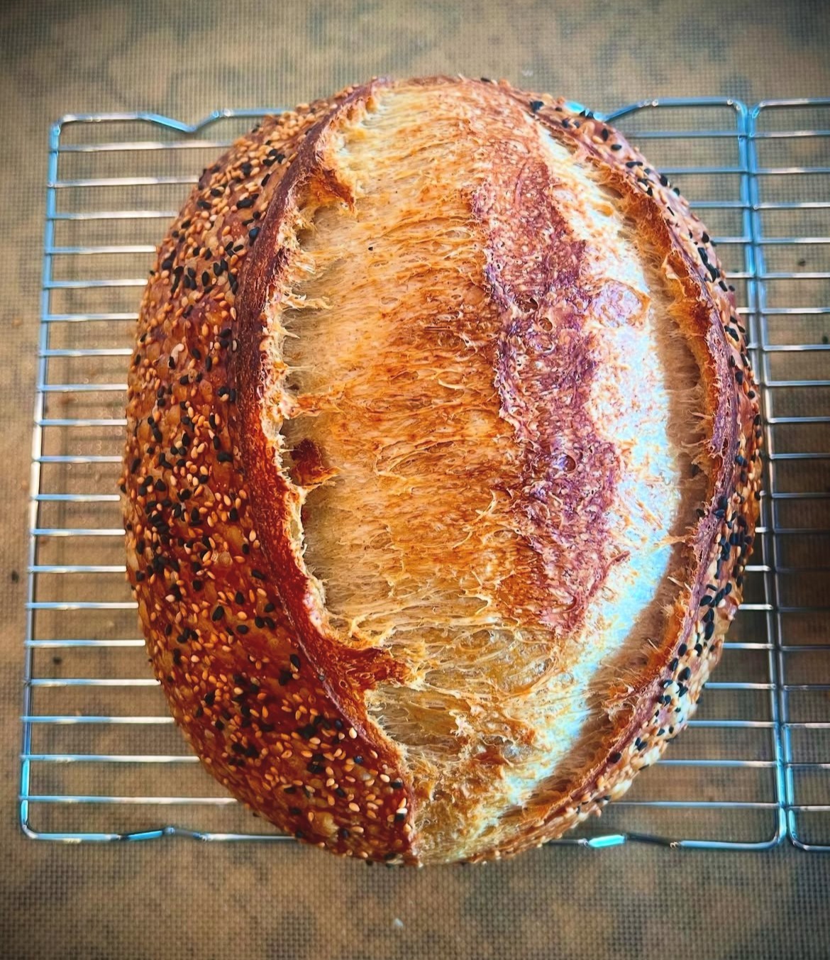 1000 year old ITALY Sourdough Starter - Camaldoli Monastery | Organic Dehydrated