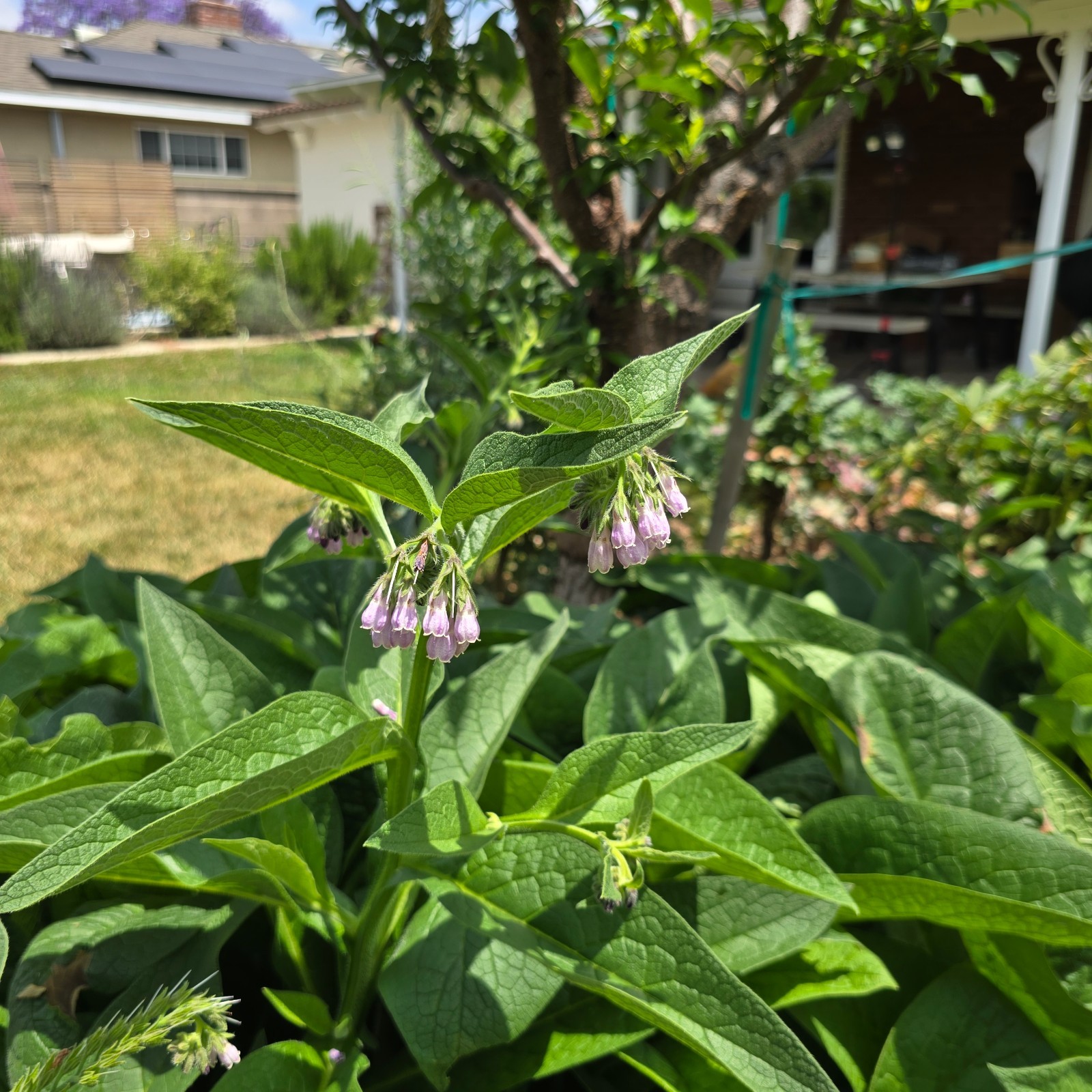 Comfrey Crowns (5-Pack) – Bocking 14 Variety | Freshly Dug | Veteran Urban Farm