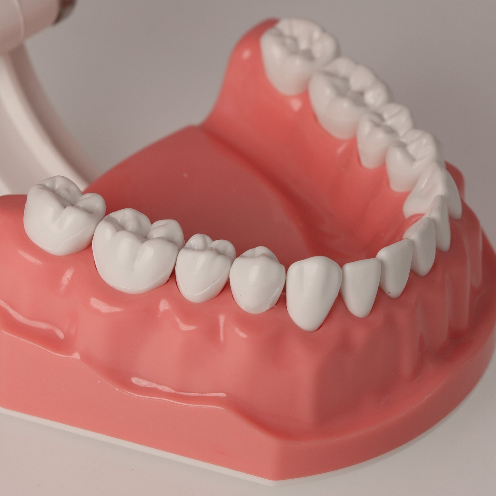 Dental Typodont Teeth Model Brushing Flossing Practice Teaching Model M7010-1