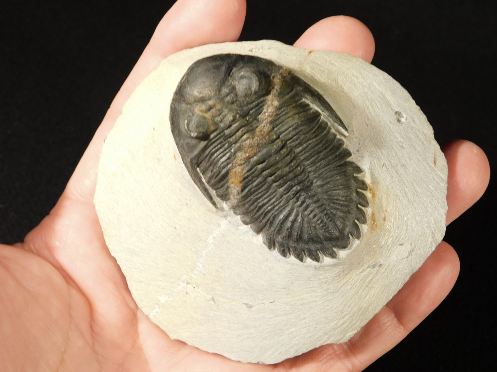 LARGER! Hollardops TRILOBITE Fossil Nice and 100% Natural Morocco 289gr