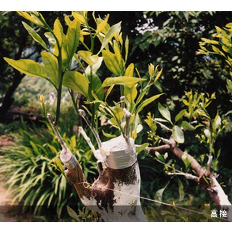 Aglis New Medel 25mm x 30M Buddy Tape Grafting Tape Agricultural *US seller