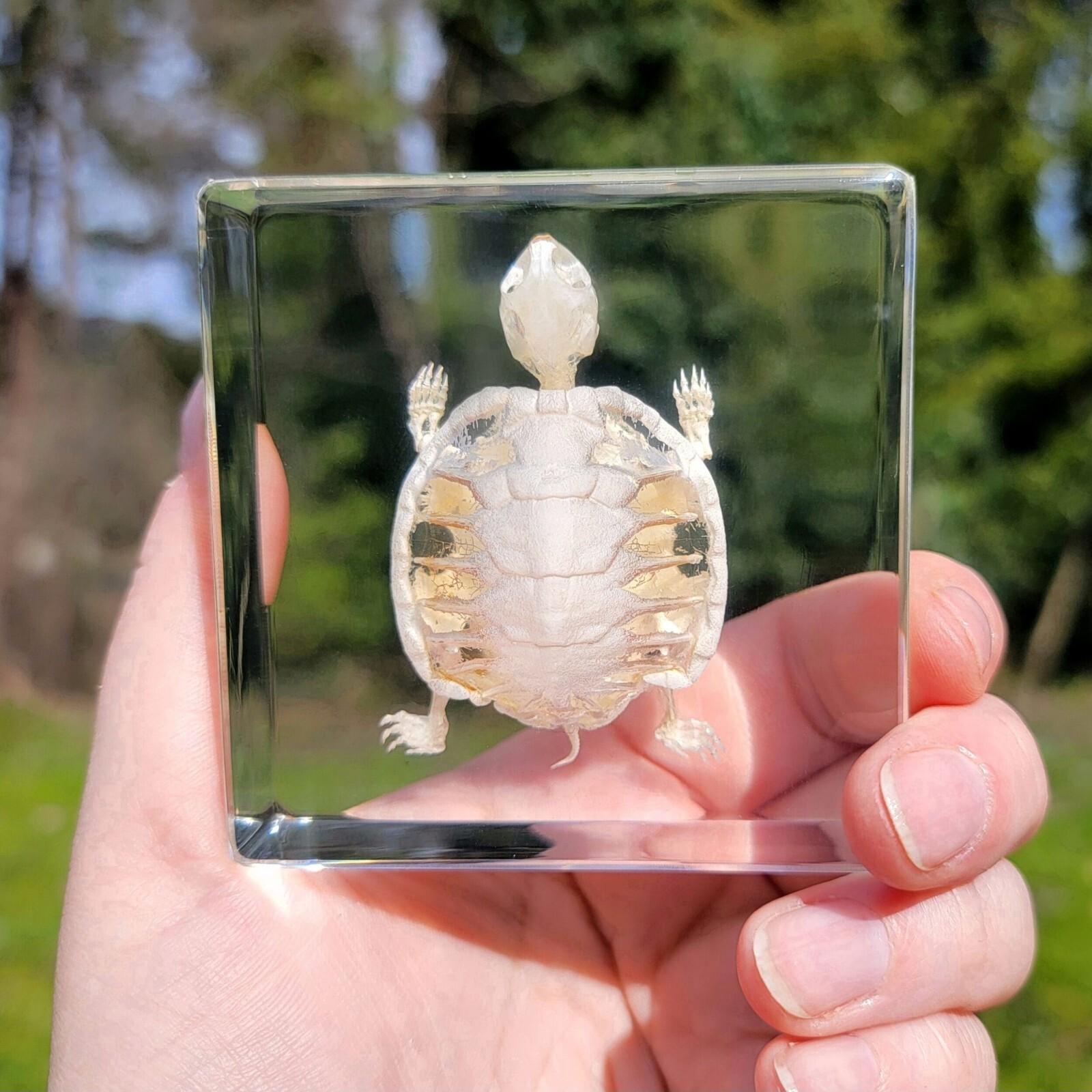 Turtle Skeleton In Resin, Animal Skeletons, Trachemys scripta elegans