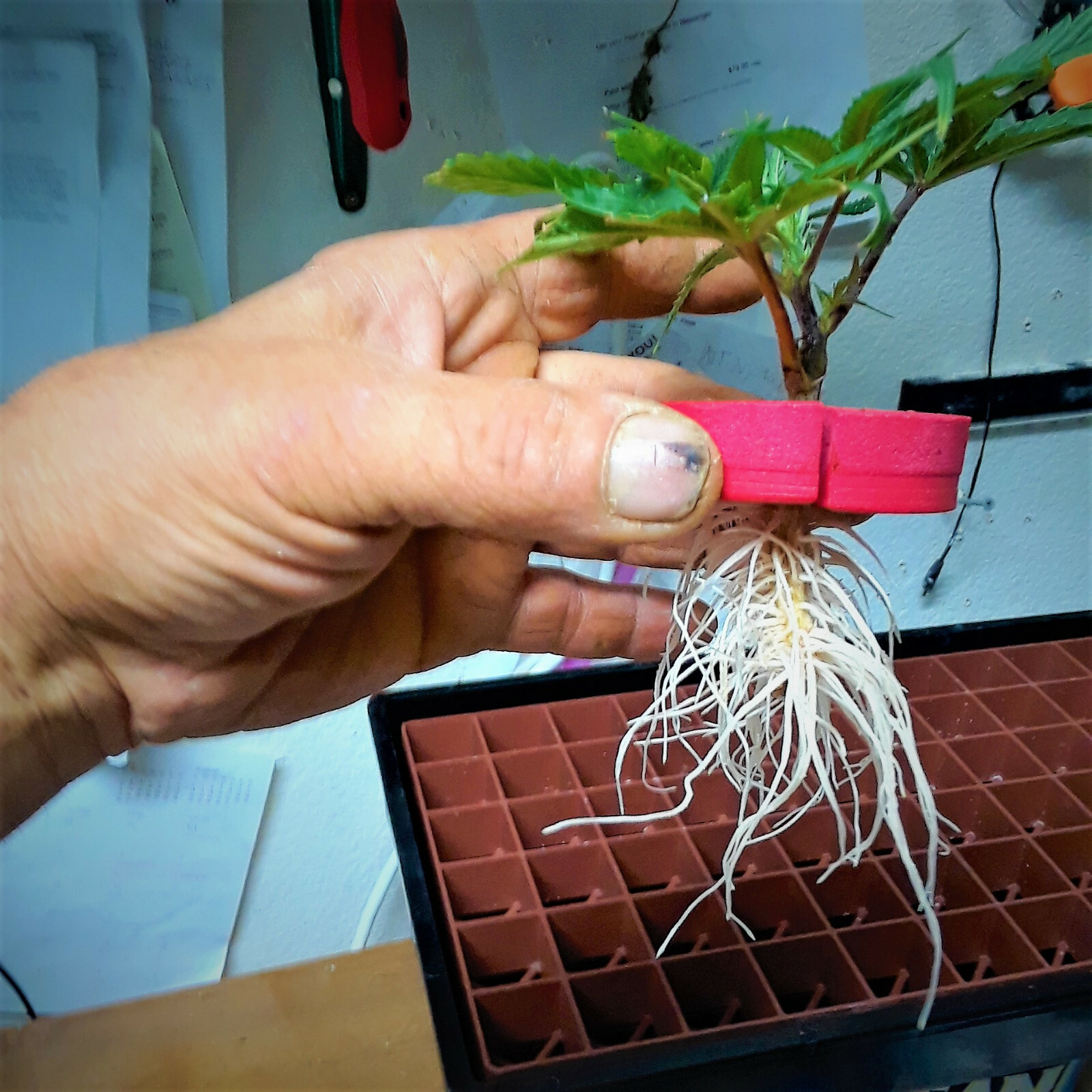 2 COMPLETE CLONE KING 25 SITE AEROPONIC CLONING MACHINES MAKES IT EASY 2 CLONE!