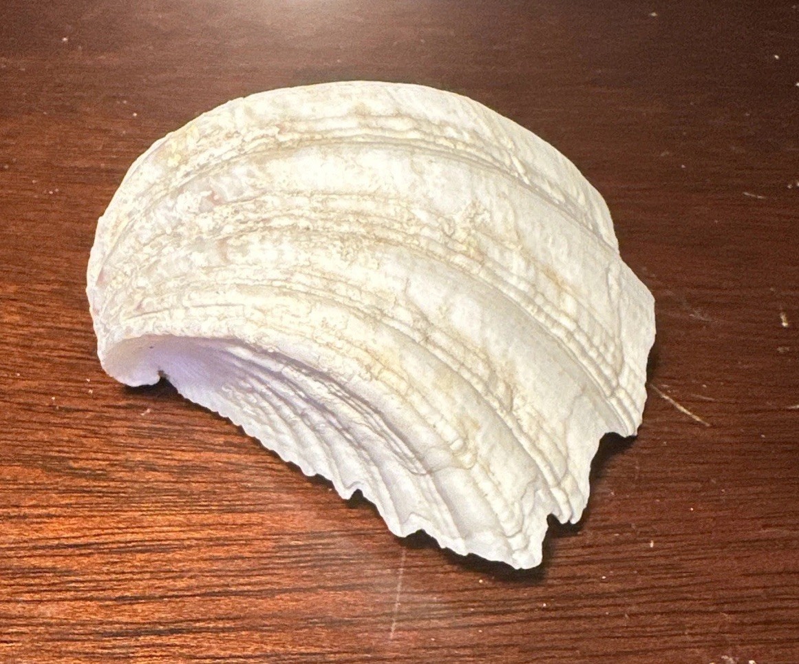 Large Decorative White Fluted Clam Shell 7 X 5.5 x 2