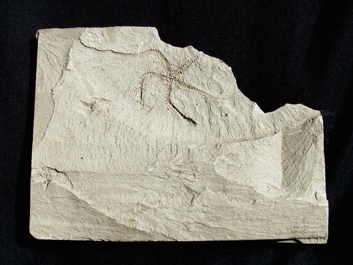 BEAUTIFUL, EXTREMELY RARE PLIOCENE OPHIURA SARSII BRITTLESTAR FOSSIL FROM JAPAN!