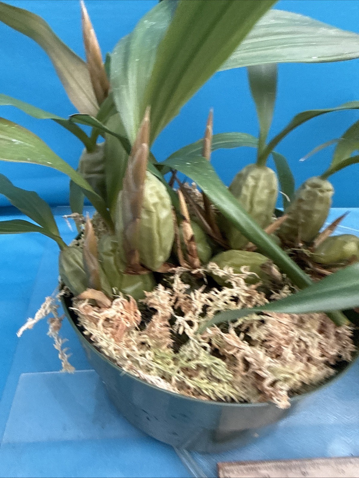 Coelogyne cristata ‘The Queen’ AM/AOS BS White Yellow Orchid Species 6” Pot