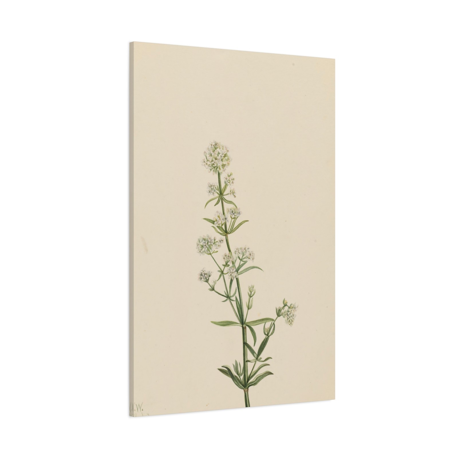 Mary Vaux Walcott - Northern Bedstraw (Galium boreale) - Canvas Wall Art
