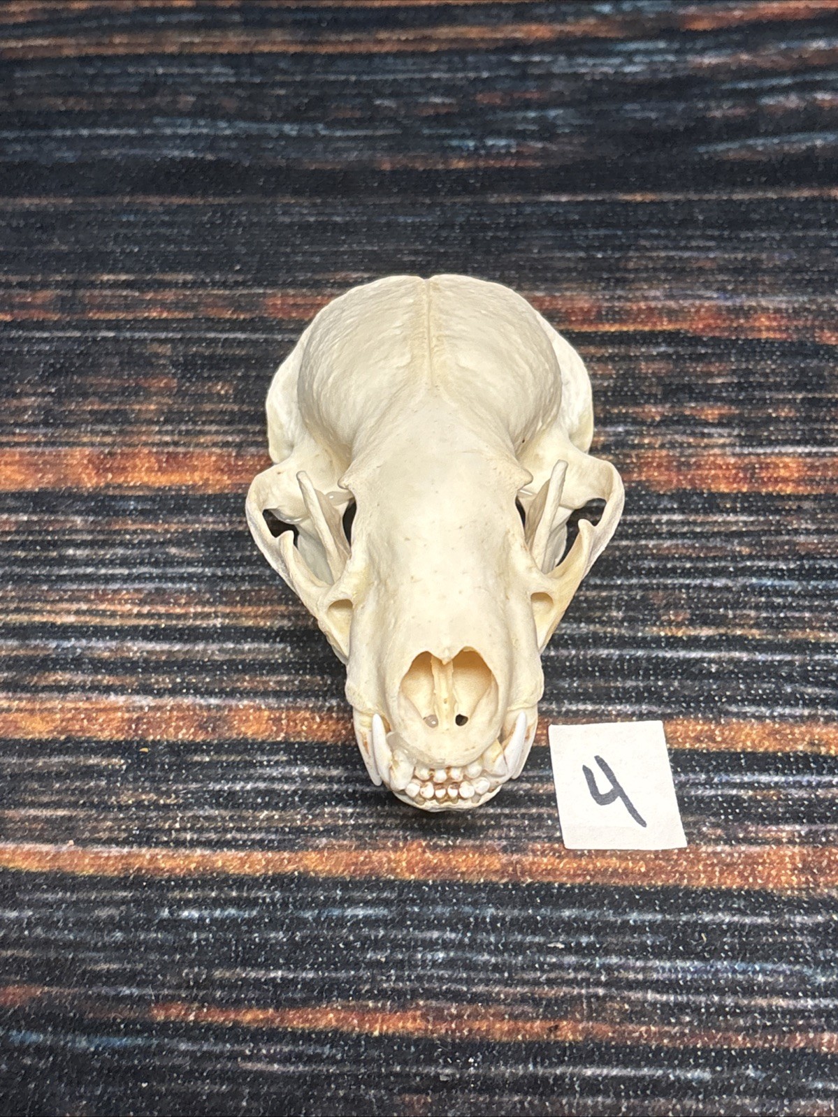 Real XL Badger Skull Unique Gift Halloween Craft Animal Mount Art Model Head Odd