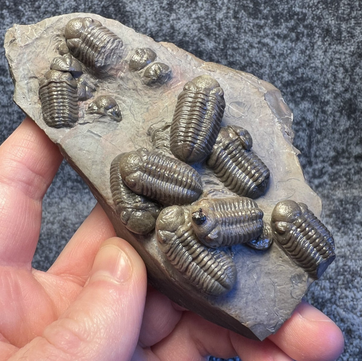 Austerops Trilobite Fossil Mortality Plate – Multiple Trilobites, Jorf