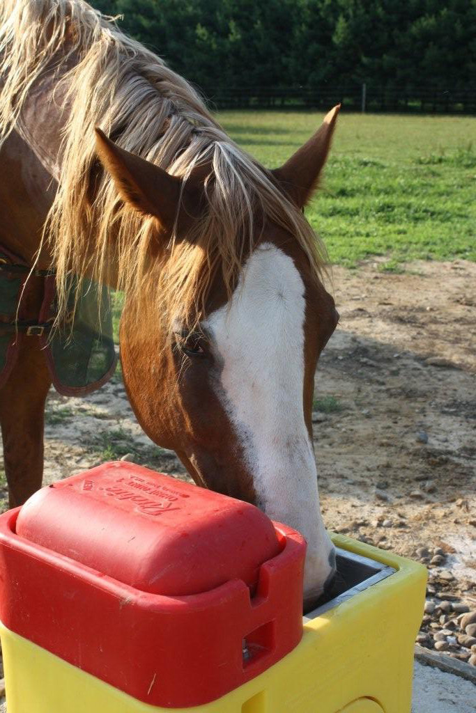 RITCHIE OMNI FOUNT 1 AUTOMATIC LIVESTOCK WATERER | CATTLE, HORSE, ANIMAL DRINKER