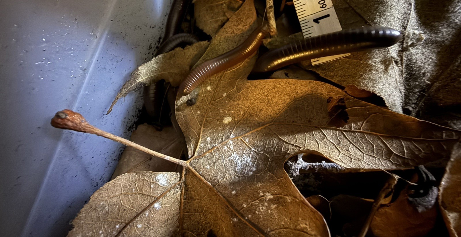 UV REACTIVE Hiltonius Pulchrus Millipede 5 Compost Classroom Pet Millipede Only