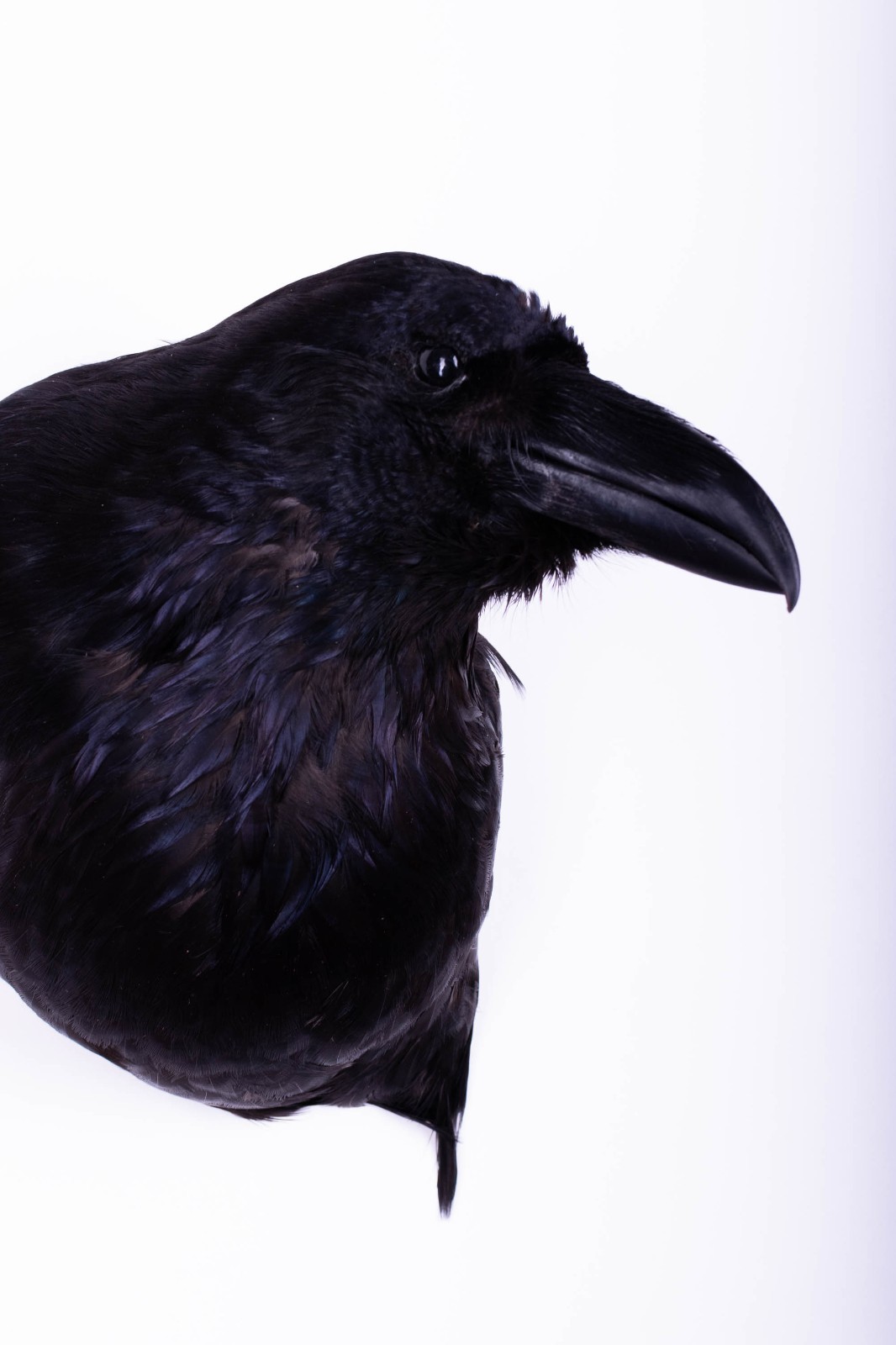 Taxidermy Carrion Crow Head Bird Wall mount Real Stuffed Animal Hunt Lodge Decor