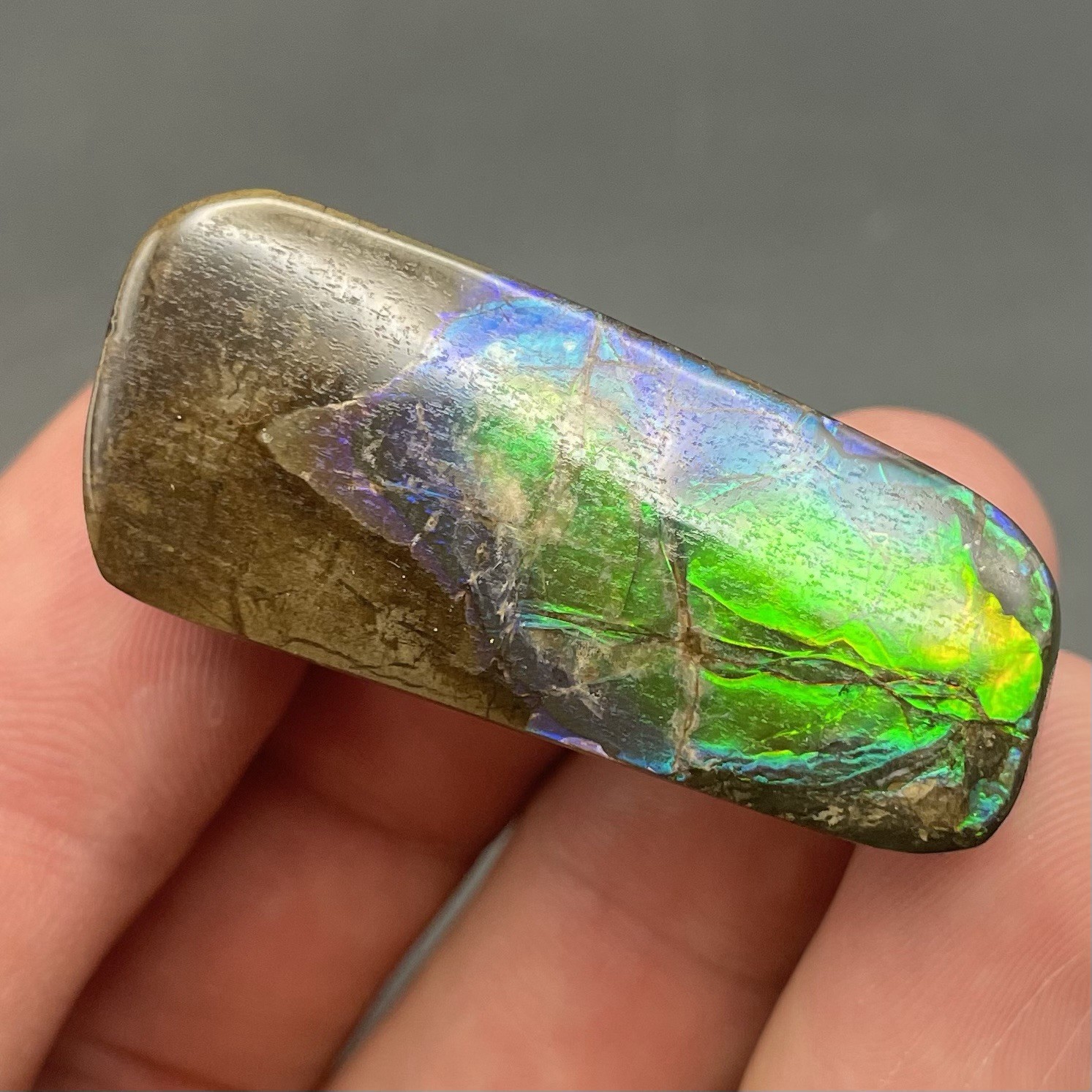 Amazing Blue Green Ammolite Canadian Ammonite Fossil Authentic