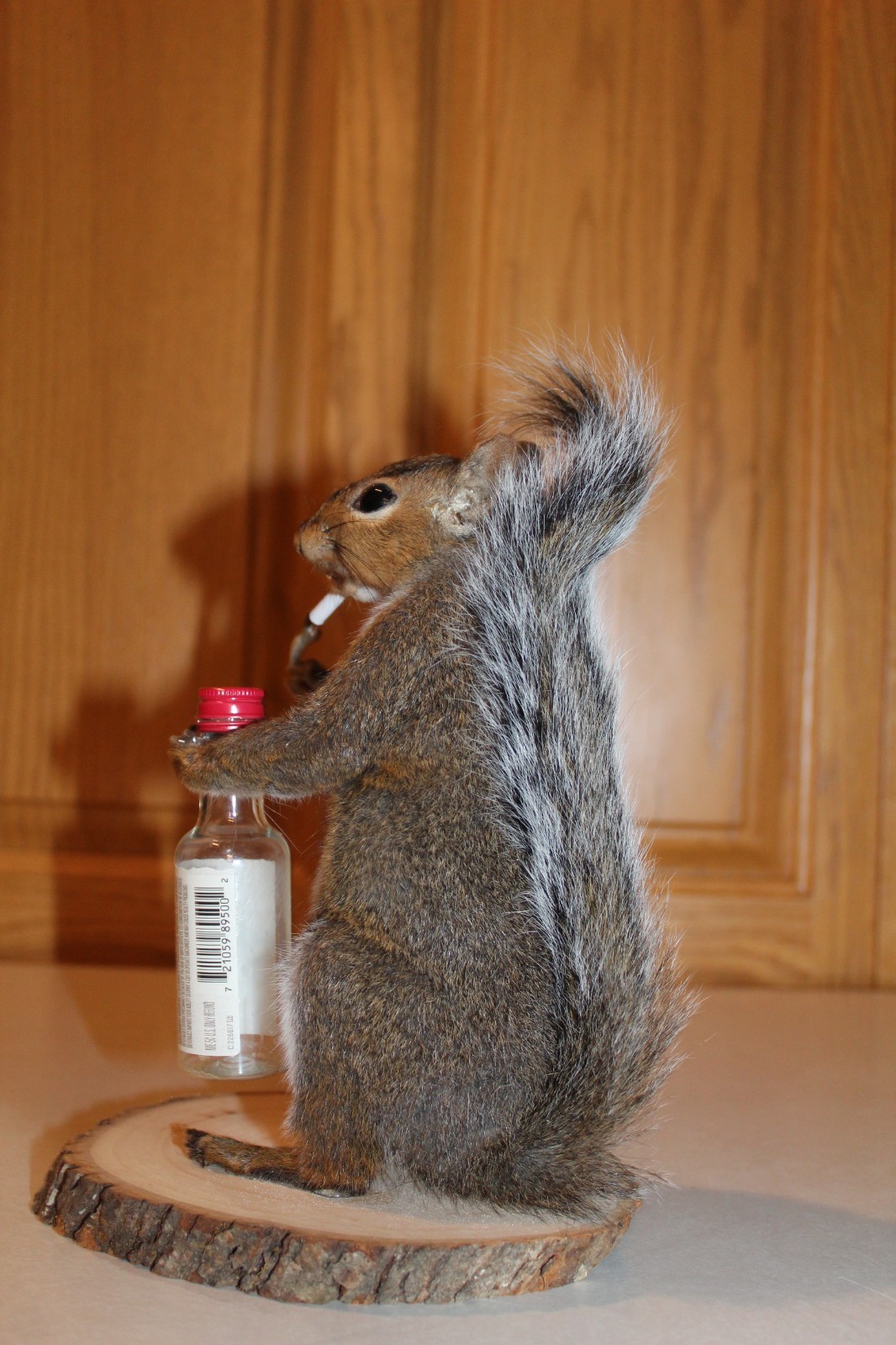 Taxidermy Naughty Squirrel Mount Novelty Present Whitetail Deer Log Cabin Decor