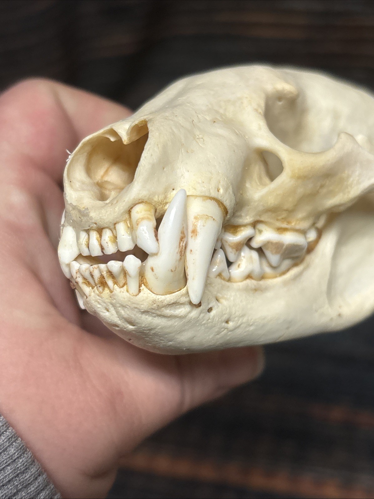 Real XL Badger Skull Unique Gift Halloween Craft Animal Mount Art Model Head Odd