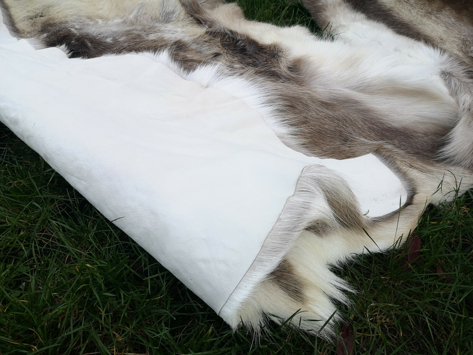 Top Öko XL Rentierfell Rentier Hirsch Fell Orginal Aus Finnland Premium Neu