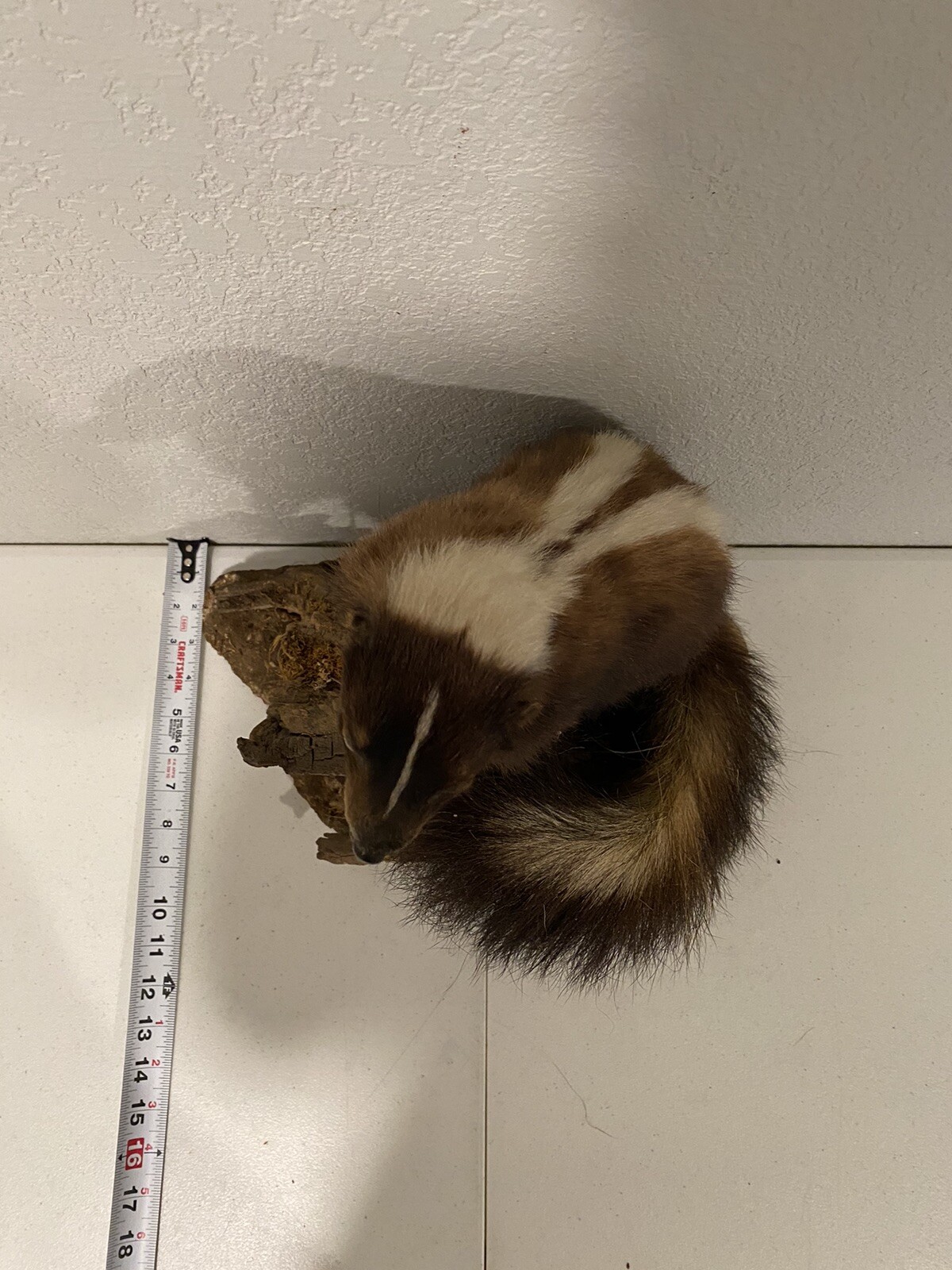 Rare Adult Brown Striped Skunk Taxidermy Mounted 16” Tall Vintage Oddity NICE