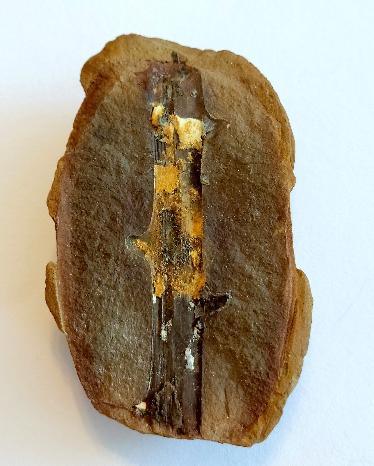 Mazon Creek Woody Stem with Nodes Fossil Nodule Pair