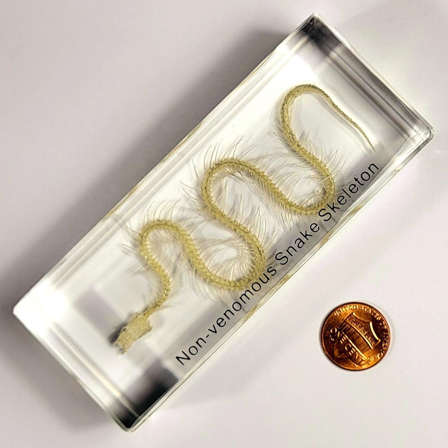 Real Water Snake Skeleton in 110mm Clear Lucite Resin Science Education Specimen
