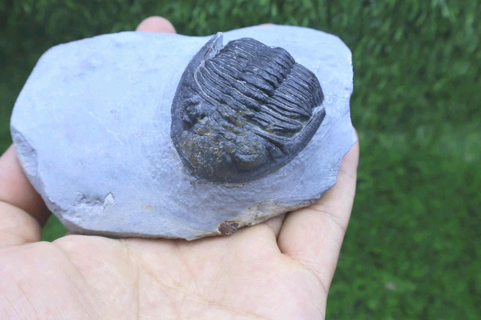 Incomplete Hollardops Trilobite Fossil  Devonian - Authentic Detailed trilobite