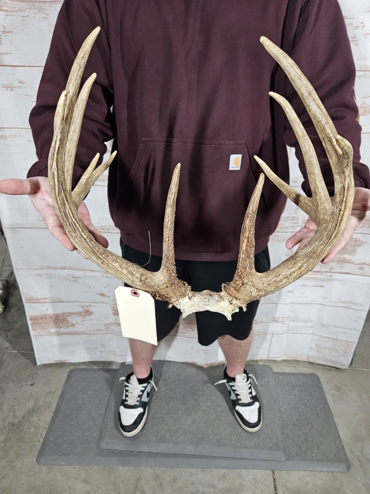 Wild 11 Point Whitetail Deer Antler Rack Horn Skull Plate Decor Man Cave 146"