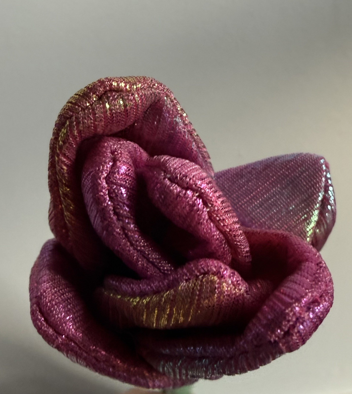 CJ Hendry Flower Shop - Limited Edition Flower of the Day - Iridescent Tulip