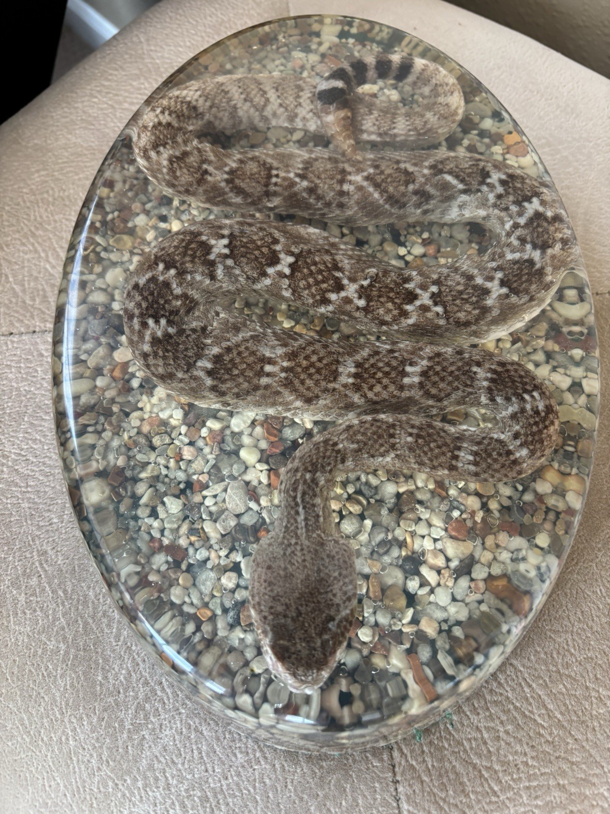 Diamondback Rattlesnake In resin lucite