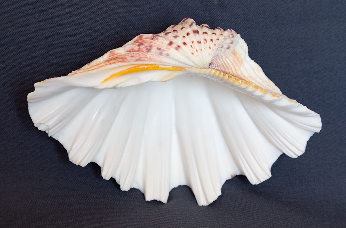 TRIDACNA GIGAS Clam Shell HALF 6" x 4" BEAR PAW Nice Marking