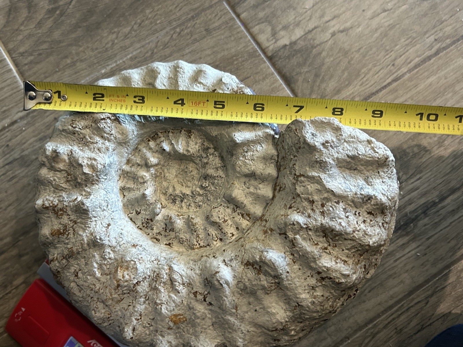 NICE 9.5” Dinosaur Age Mortoniceras Sp. Texas Fossil Ammonite! Both Sides Great!