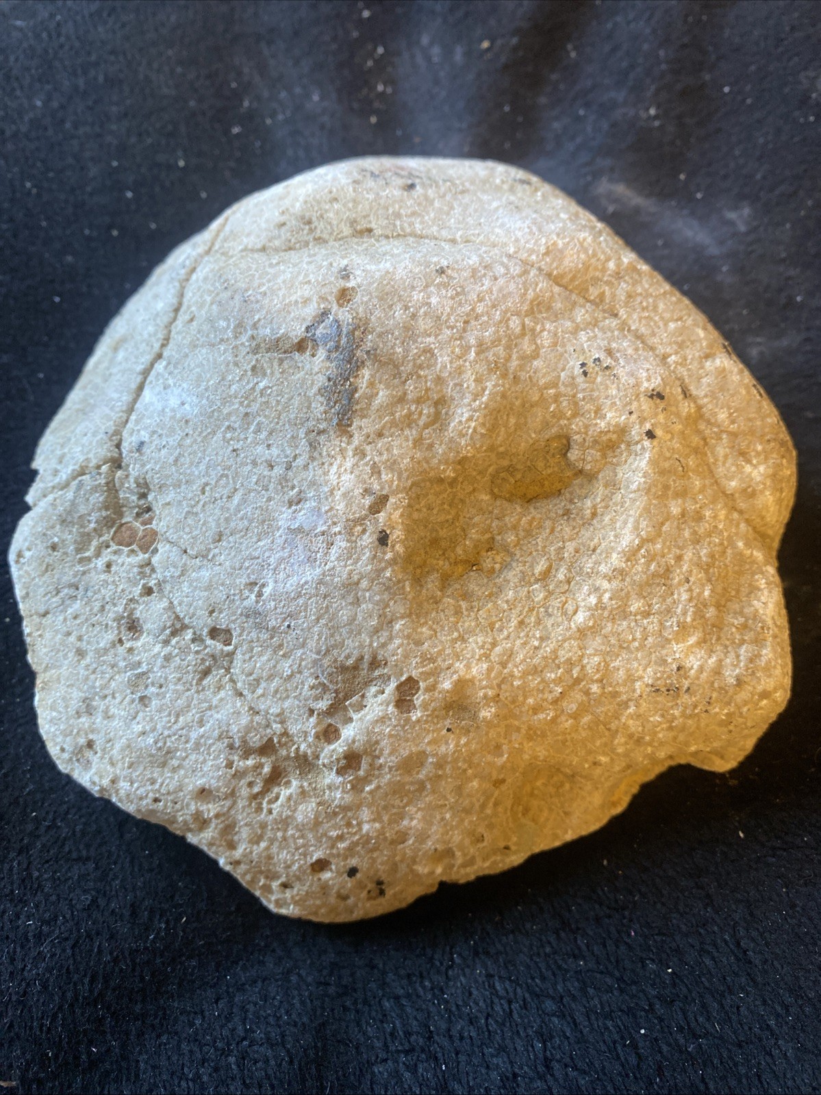 fossilized coral, a tabulate coral fossil specimen 3 Pounds From Kentucky