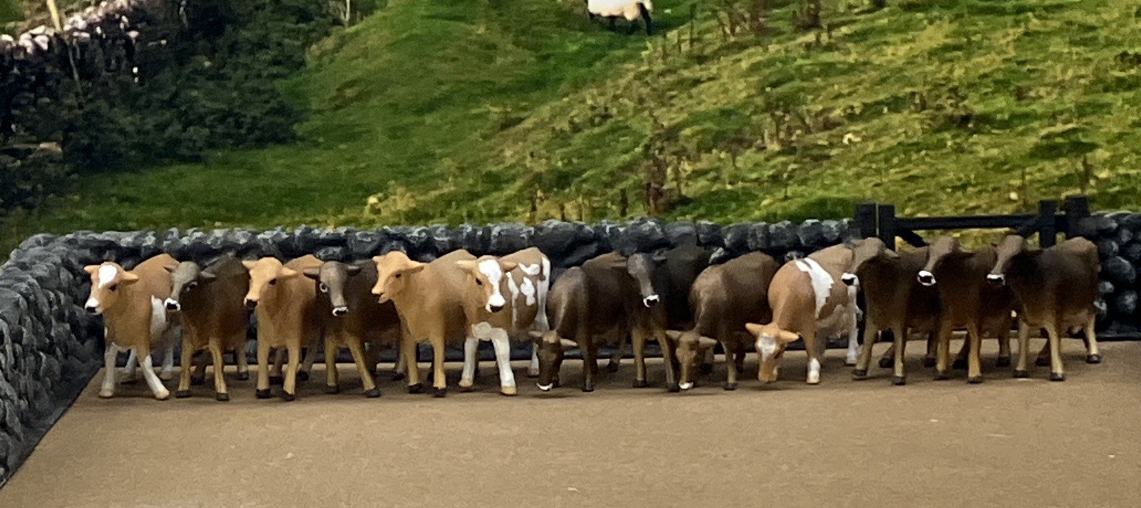 Custom CM Ertl 1:64 Lot Of 13 Jersey Dairy Breed Milk Cows Cattle Farm Scene