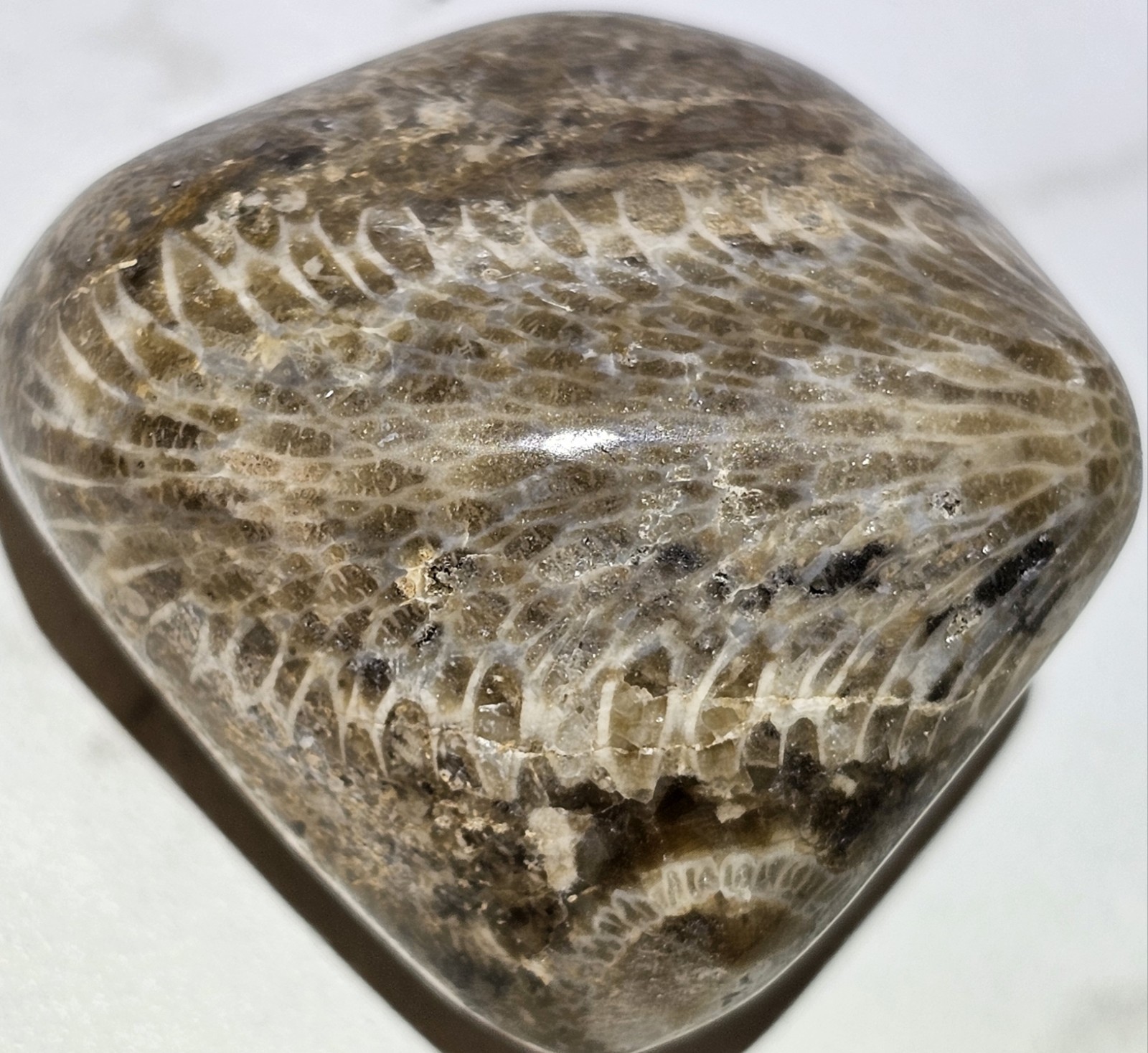 Michigan Horn Coral Agatized 1.5" 1.3 Oz. Fast Shipping Very Unique