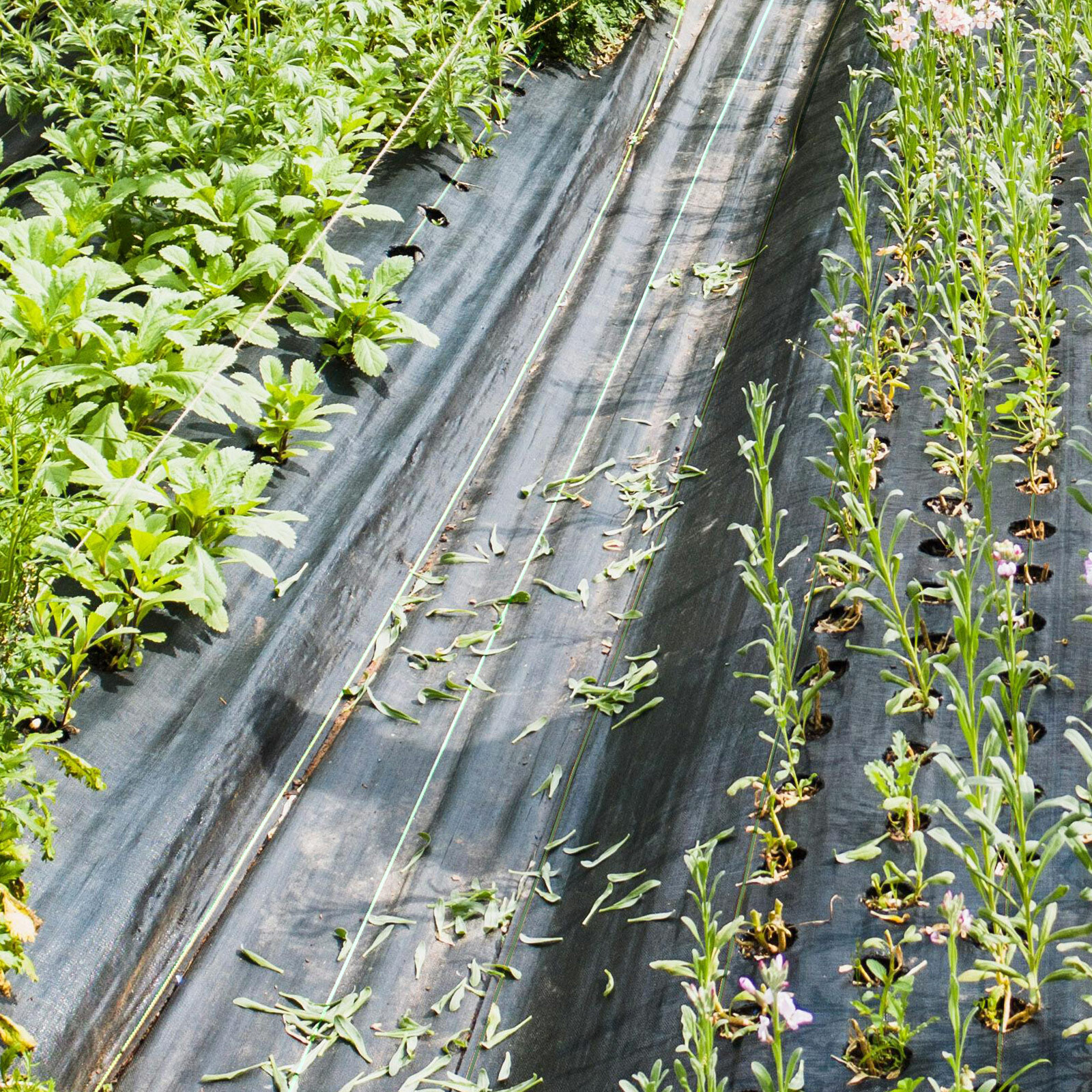 6 x 300 FT Weed Barrier Landscape Fabric 4.6 OZ Heavy-Duty PP Ground Cover