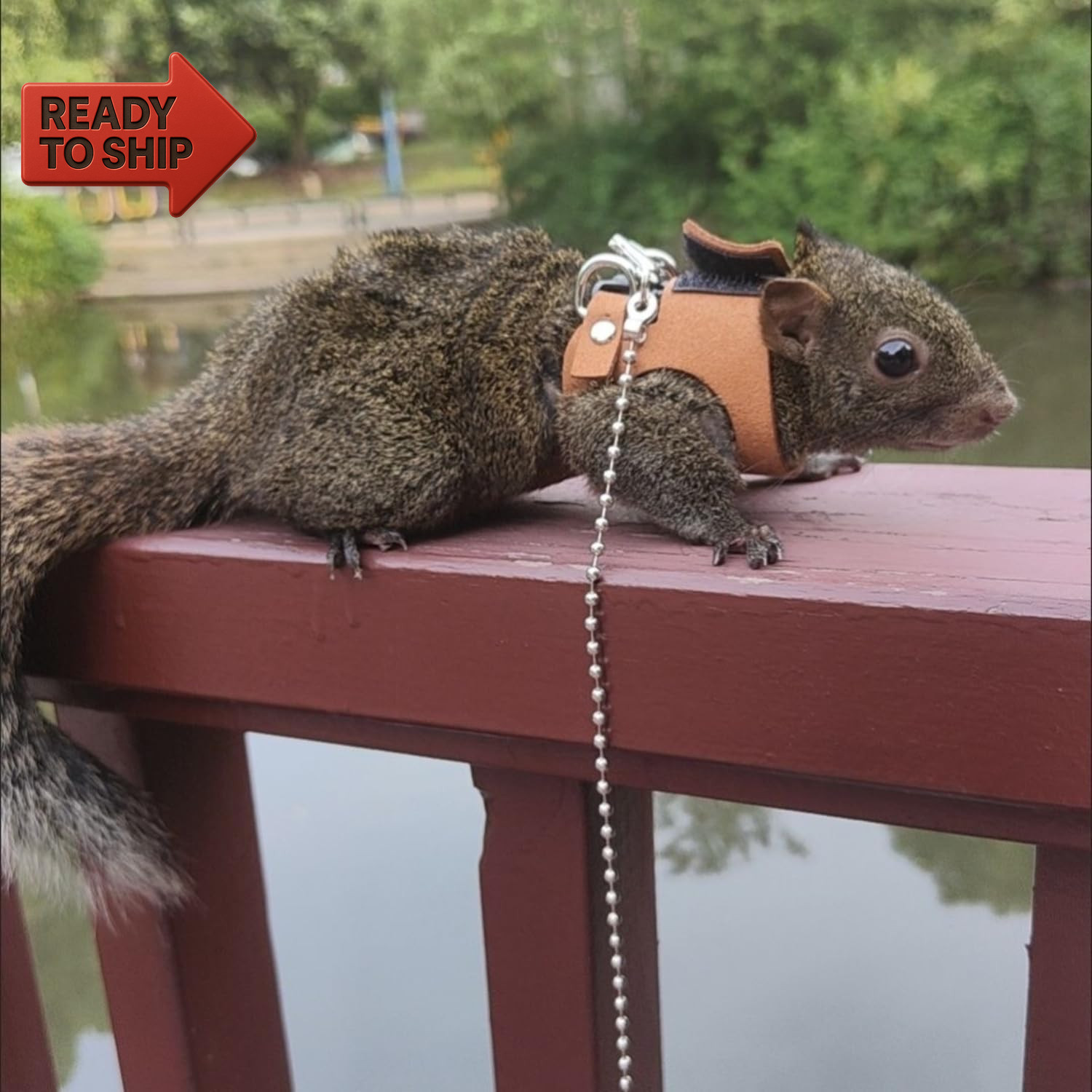 3 Pack Squirrel Harness and Leash Set - Adjustable Soft Leather & Traction Rope