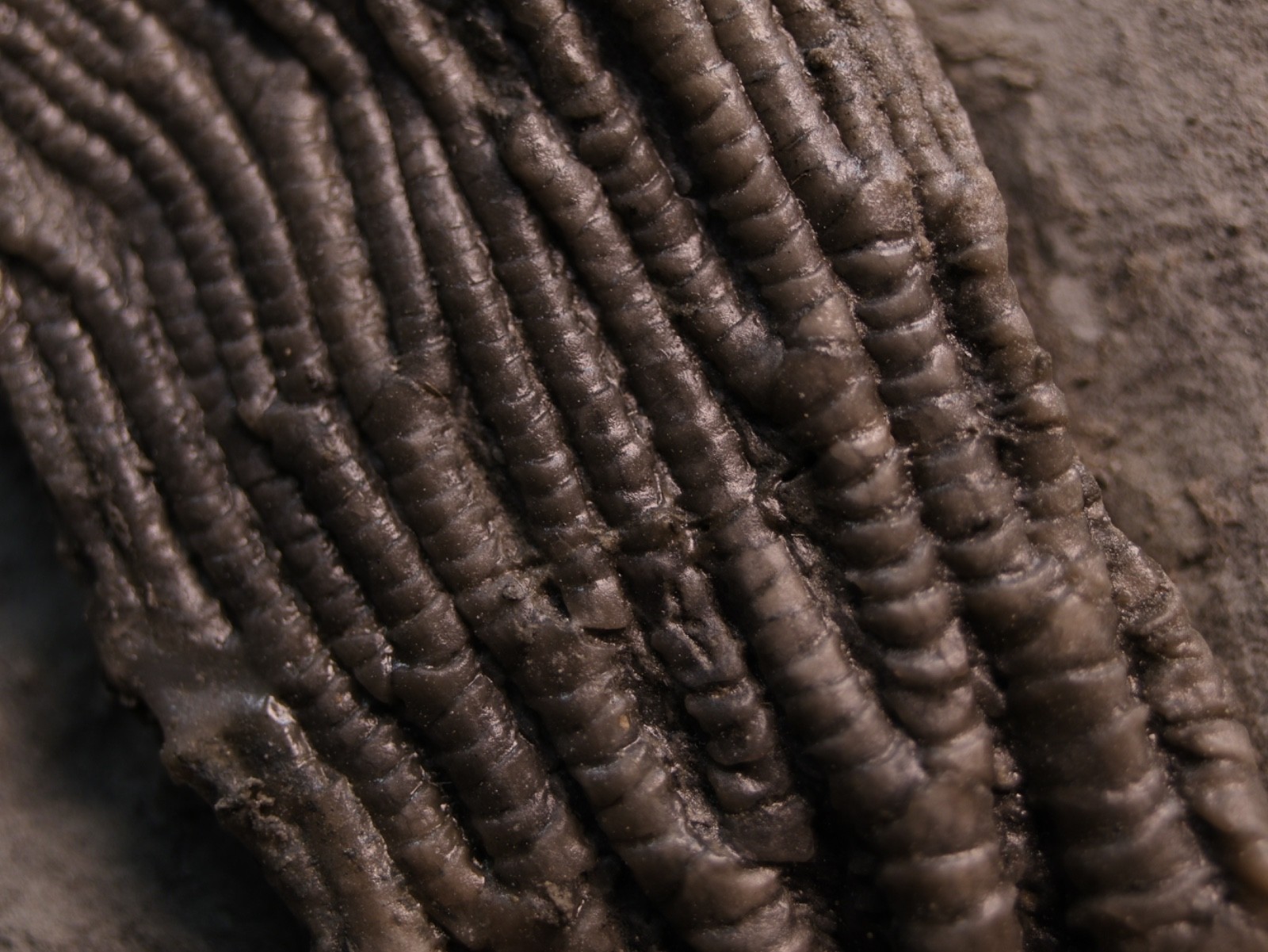 Sweet Pachylocrinus aequalis Fossil Crinoid, Crawfordsville, IN
