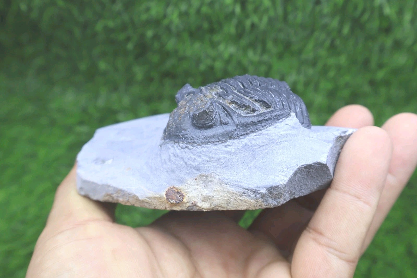 Incomplete Hollardops Trilobite Fossil Devonian - Authentic Detailed trilobite