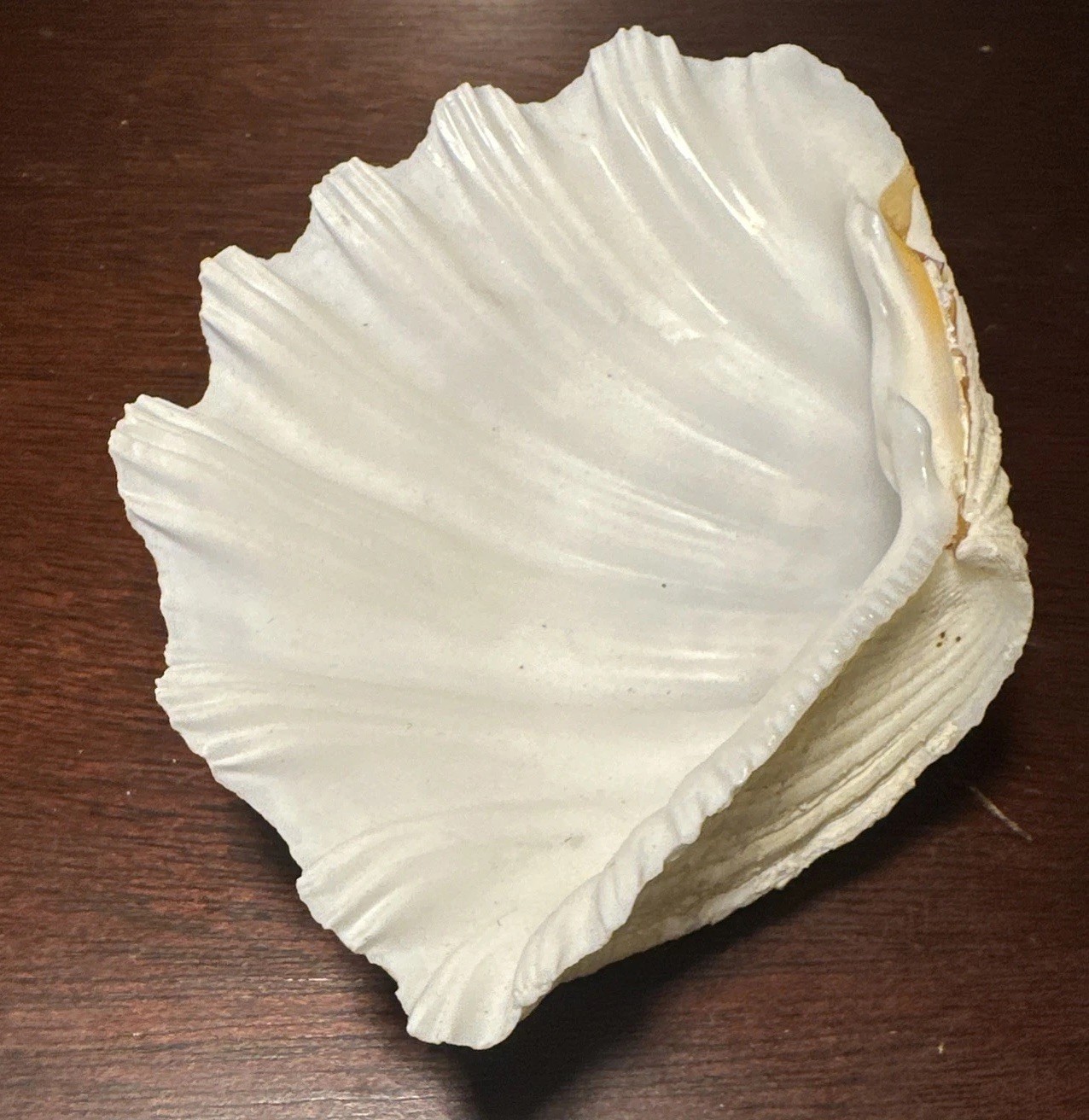 Large Decorative White Fluted Clam Shell 7 X 5.5 x 2
