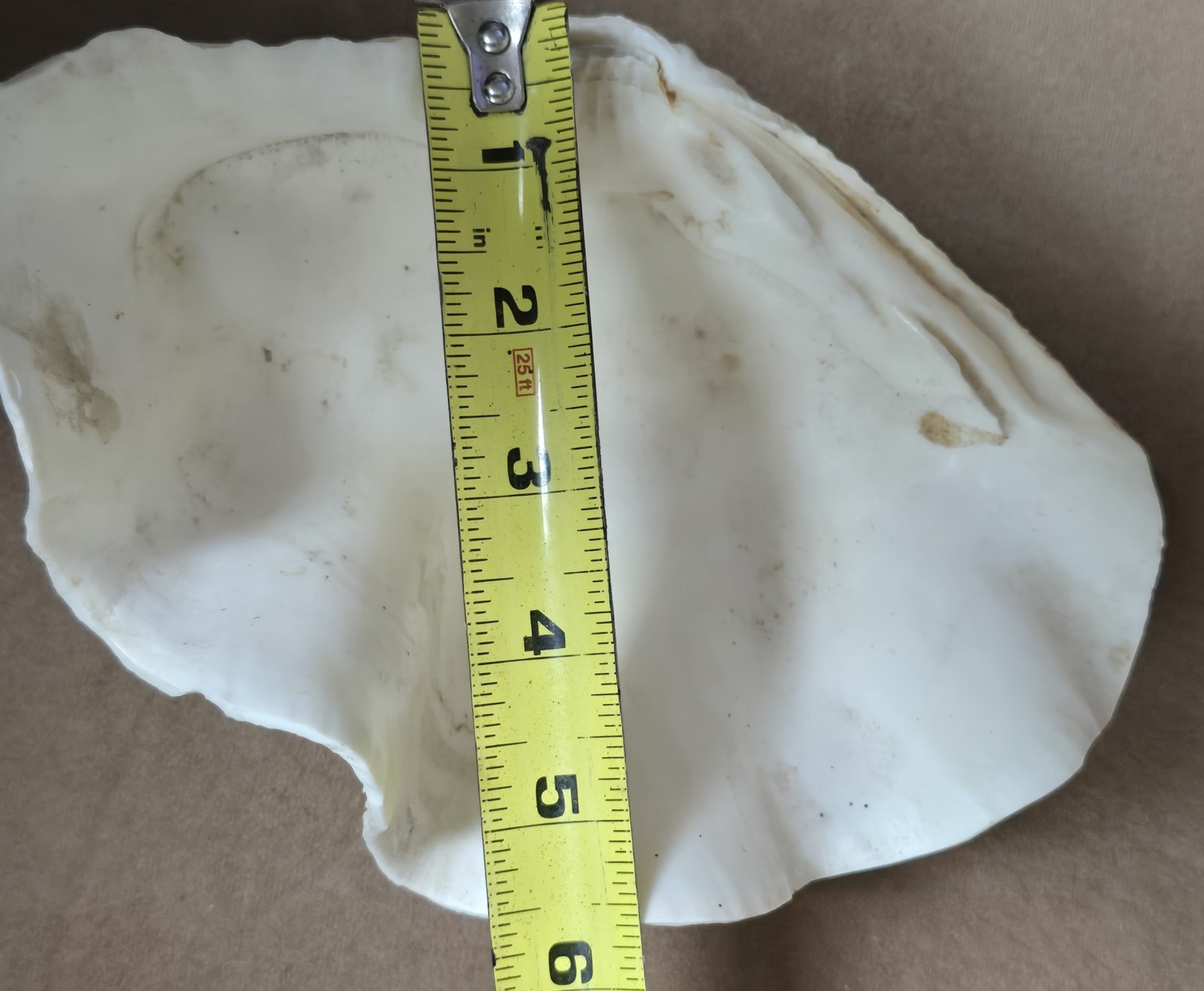 8½" Natural Giant Clam Shell Tridacna Gigas Seashell Nautical Decor Beach House