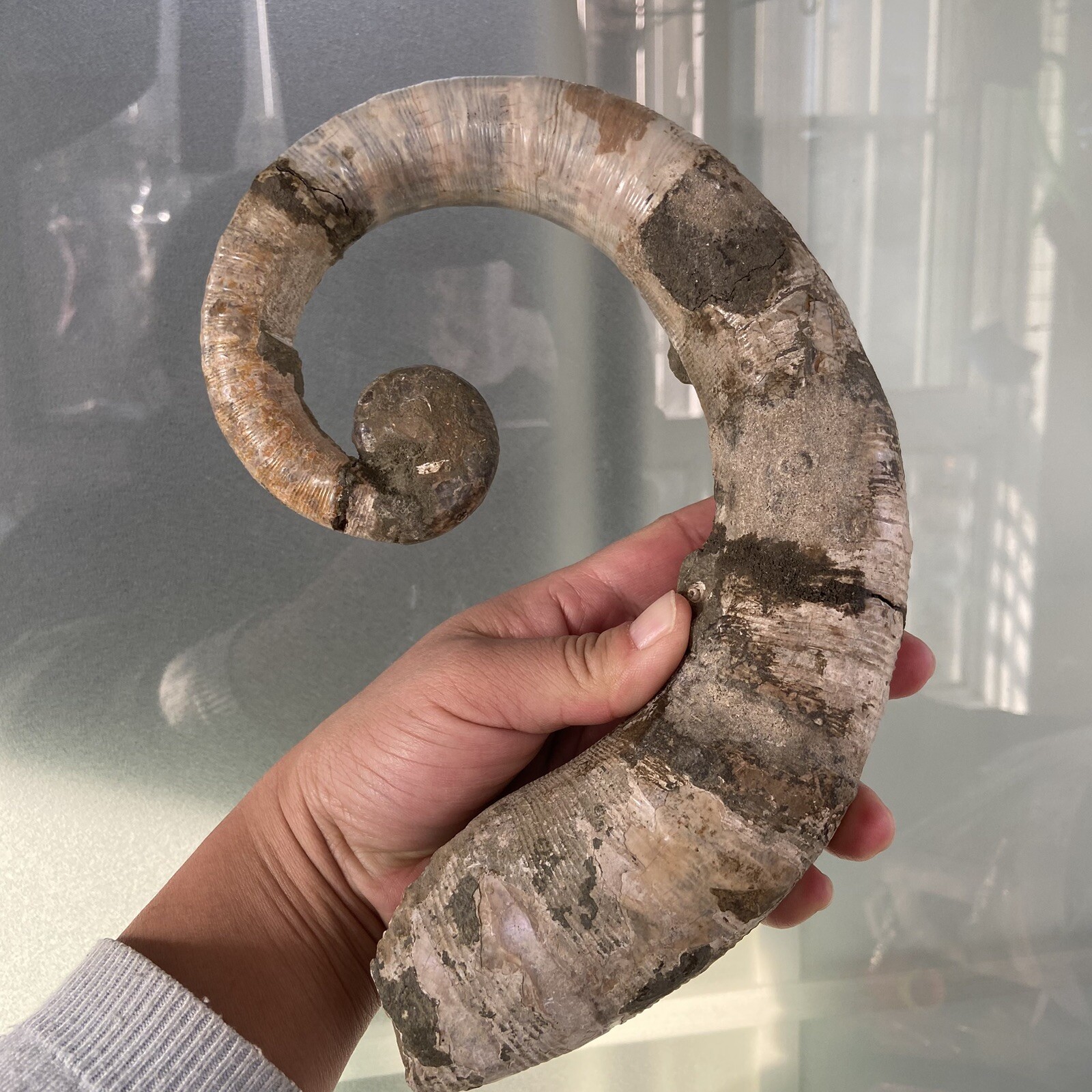 1242g215mm Big Repaired Ancyloceras Ammonite Fossil Sutures Crystal Display Mad