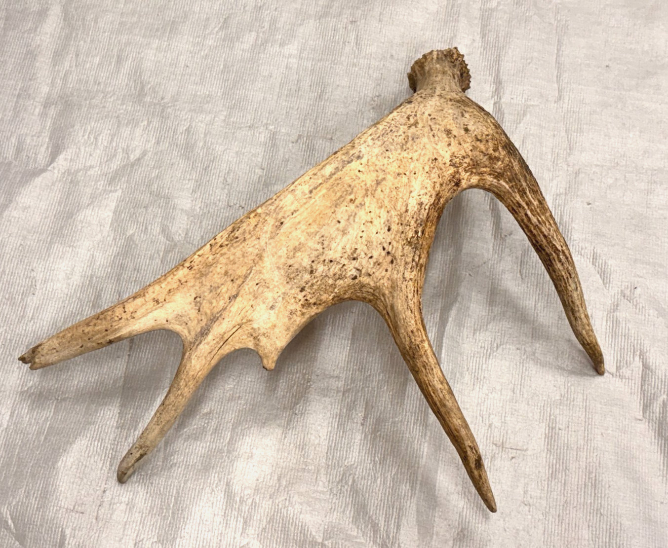 Real moose antler craft natural art antlers decor rustic home cabin gift display