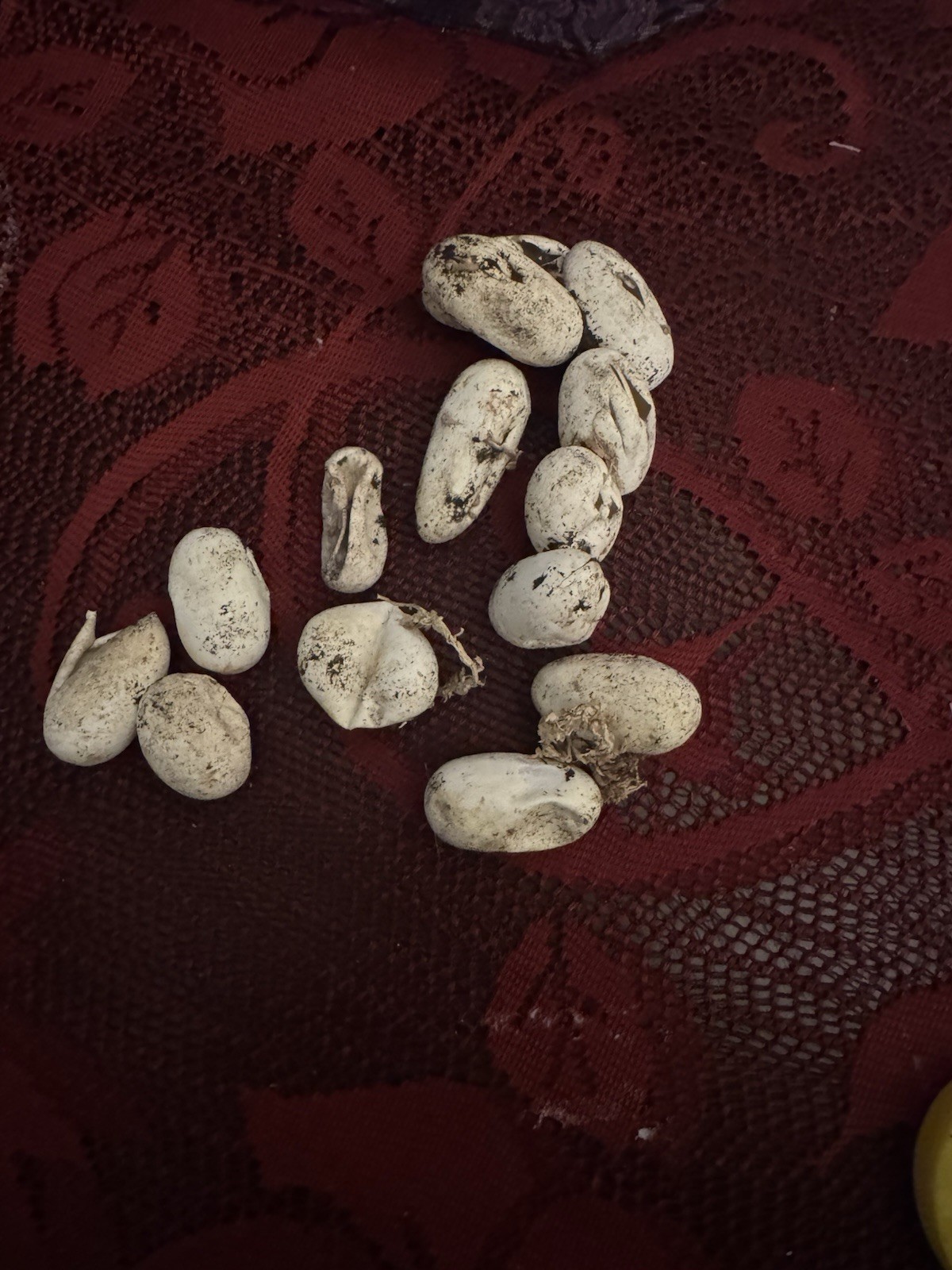 Hatched Snake Eggs Real Rat Snake Pantherophis Quadrivittatus Unique Reptile