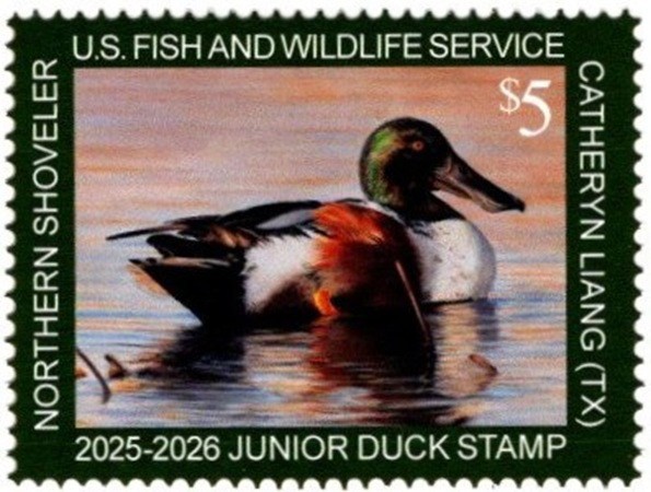 #JDS33 2025 - 2026 Junior Duck Stamp - Northern Shoveler - MNH